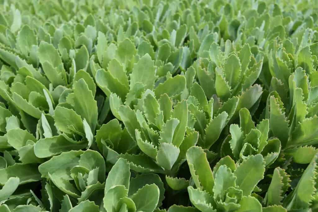 Sedum 'Herbstfreude' ---